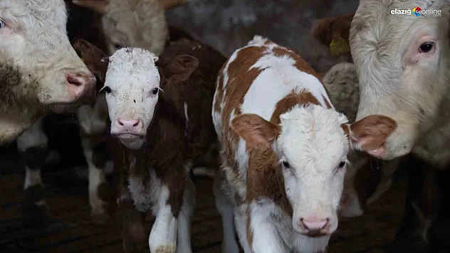 Yeni yıla 'çifte' umutla girdiler: Elazığlı üreticinin müjdeli haftası