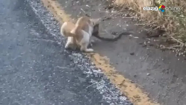 Yılanın kurtulma çabası sonuç vermedi, kediye yem oldu