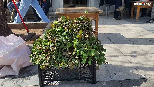 Palu'da Kuzukulağı Hasadı Başladı! Faydaları Saymakla Bitmiyor!