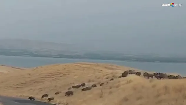 Domuz sürüsü karayoluna kadar indi