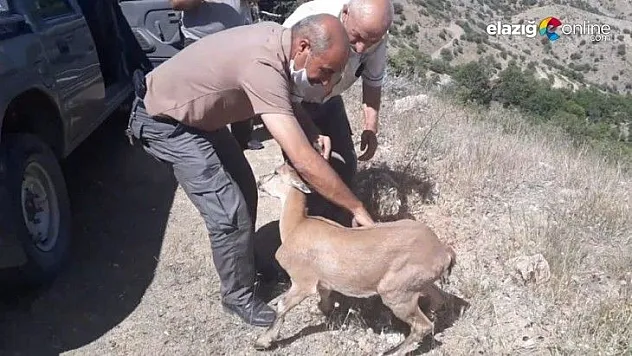 Yolunu kaybeden dağ keçisi, doğal yaşam alanına bırakıldı
