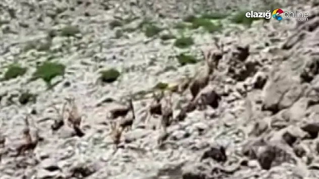 Yürüyüş yaparken sürü halinde dağ keçilerine denk geldi