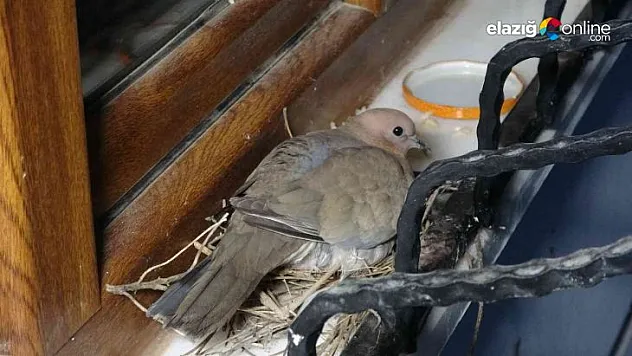 Balcı ailesinden örnek davranış