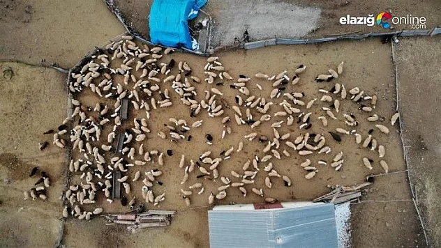 Yüzlerce kuzunun anneleriyle duygusal buluşması