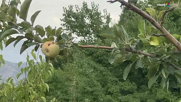 Elazığ'da Hasat Yerine Hüsran: 10 Dönümlük Bahçede Bir Elma, O da Çürük!