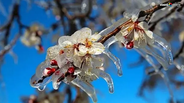Zirai don olaylarına karşı dikkat!