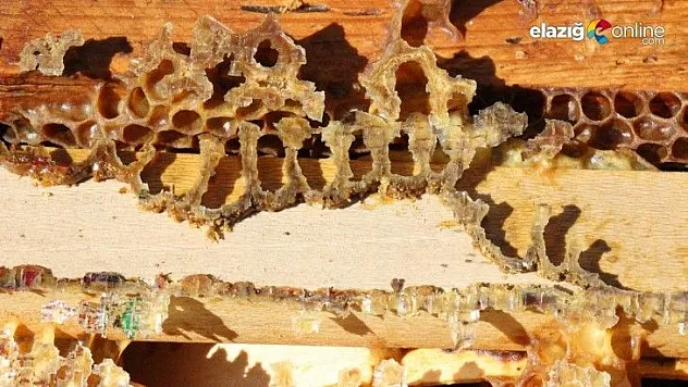 Arılar 'Allah' yazıp, kovanı terk ediyorlar