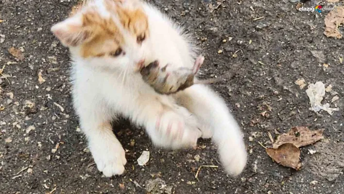 Yavru kedinin fareyle oyunu izleyenleri güldürdü