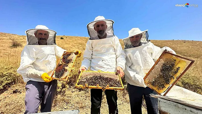 Elazığ 'geven balı'nda hasad başladı