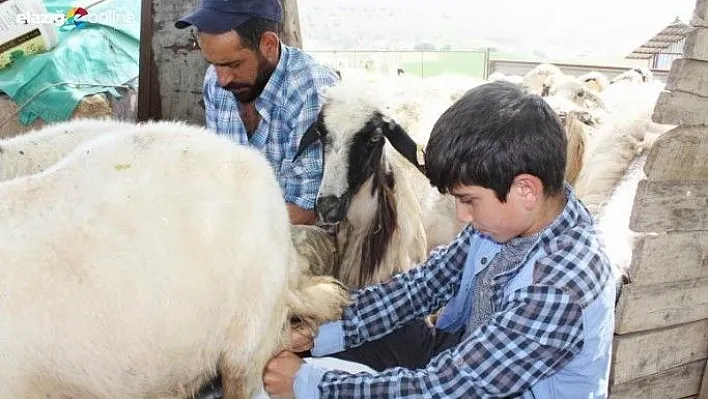 Çobanlık Yapan Habib'in TEOG Başarısı