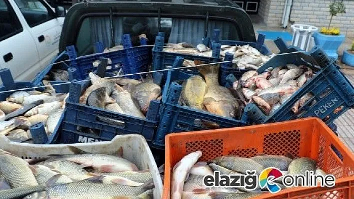 Elazığ'da kaçak avlanan 3,5 ton balık ele geçirildi