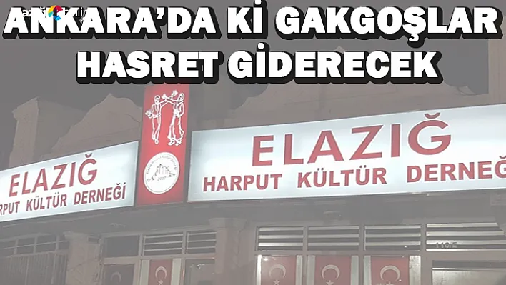 Ankara'da ki Gakgoşlar Buluşuyor!