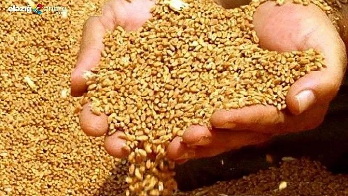 Hasat başladı, hububatta verim arttı
