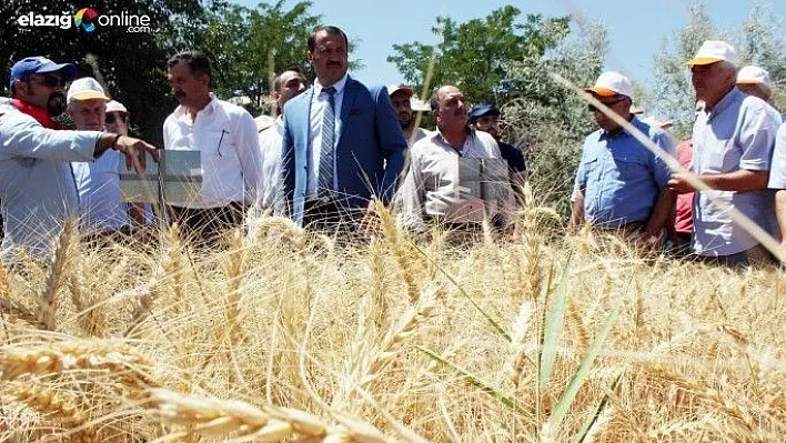 Elazığ'da hububat demonstrasyonlarının hasadı yapıldı