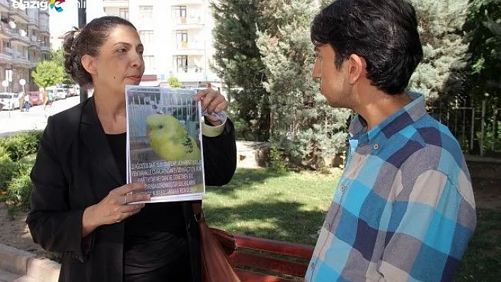 Ponçik'i buluna 100 kuş hediye!