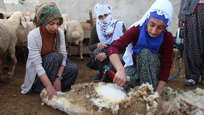 Elazığ'da Koyun Kırkma İşi Artık Kadınlarda!