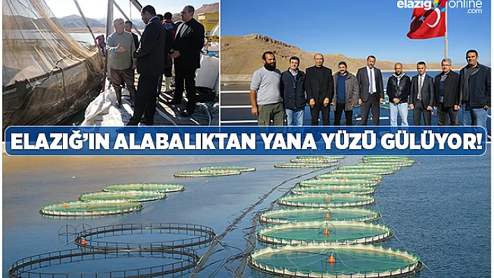 Elazığ'dan 6,5 milyon euroluk alabalık ihracatı!