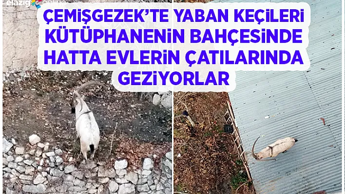 Yaban Keçileri Çemişgezek'te Şehir Merkezine Kadar İniyor