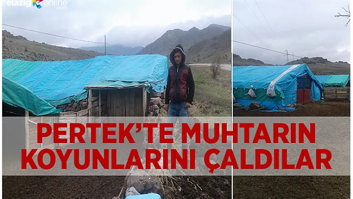 Hırsızlar koyun çaldı