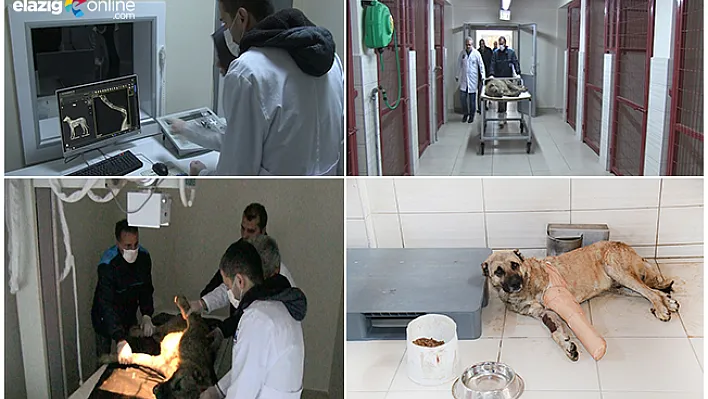 Aracın çarptığı köpek, tedavi altına alındı