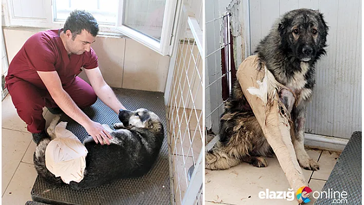 Bacakları kırık 8 köpek Elazığ'da tedavi altına alındı