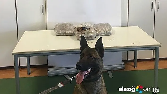 Narkotik köpeği "Şimşek" iş başında