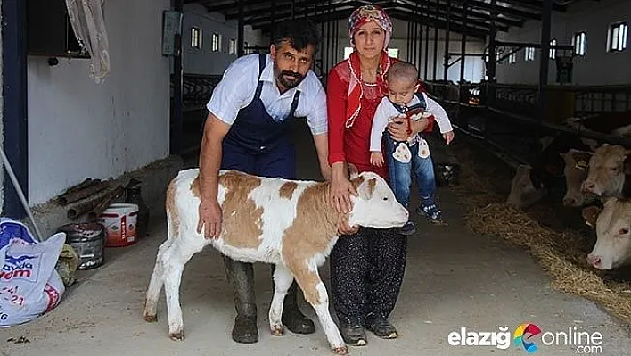 Hem evi geçindiriyor, hem de ekonomiye katkı sunuyor