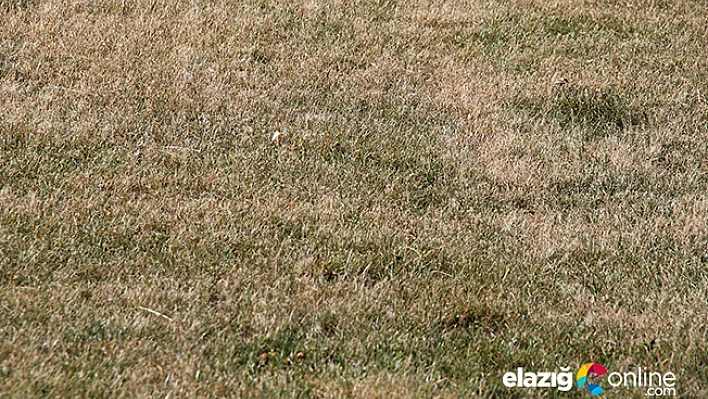 Elazığspor'da tesislerin çimleri kurudu