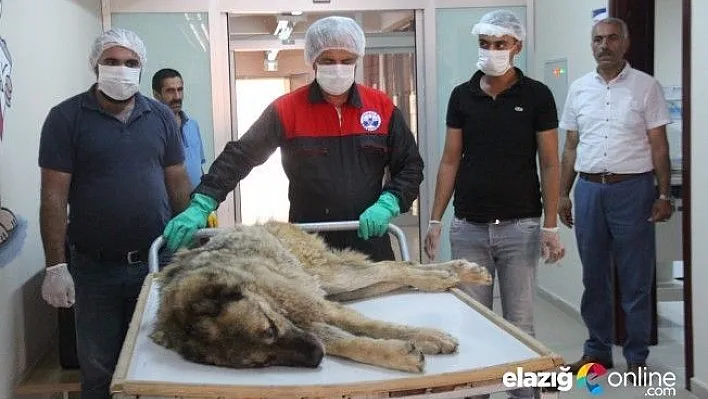 Günlerce aç ve susuz kalan köpek kurtarıldı
