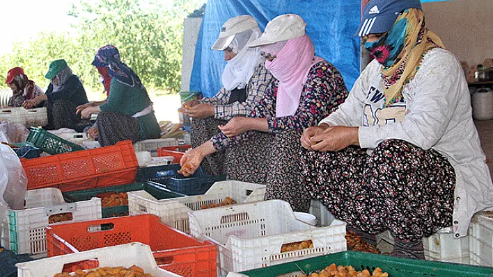 Kayısı, kadınlar için iş kapısı oldu