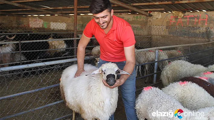 Elazığ'da kurbanlıklar pazara indi