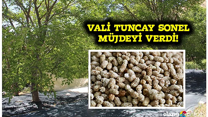Çemişgezek'in 'Ulukale Dutu" Tescillendi!