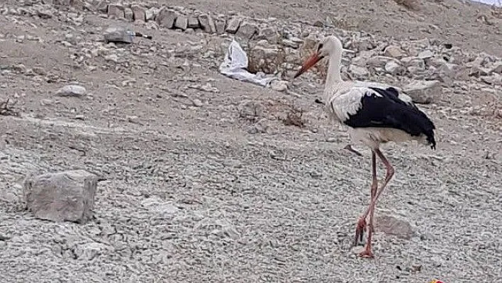Tedavi edilen leylek ve atmaca doğal ortamına bırakıldı