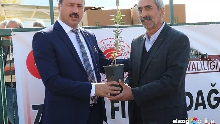 Elazığ'da 30 üreticiye, zeytin fidanı hibe edildi