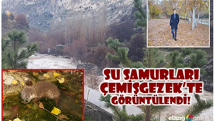Koruma altındaki su samuru Çemişgezek'te görüntülendi