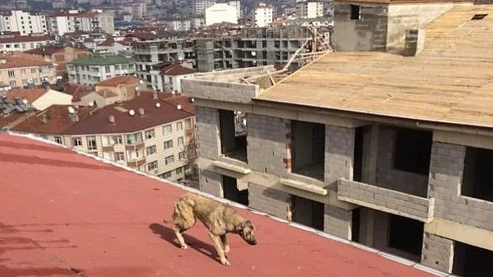 Çatıda mahsur kalan köpek kurtarıldı