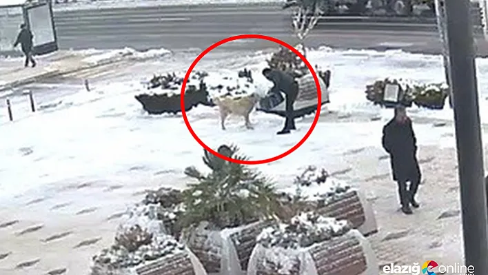 Elazığ'da örnek davranış, kahvaltısını köpeğe verdi