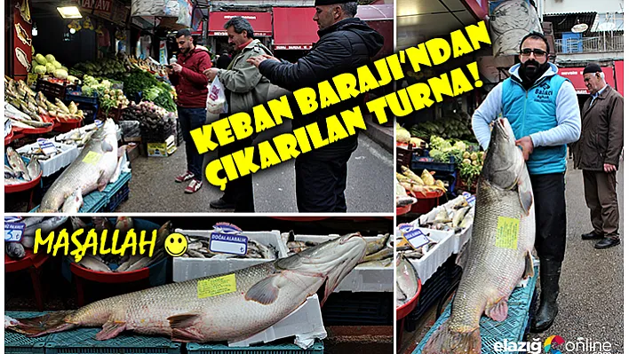 Keban Barajında 1,5 metrelik 80 kilogram ağırlığında turna yakalandı