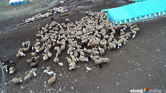 Koyun ve kuzuların renkli buluşması