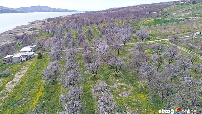 Kayısı ağaçları &quotgelinliğini" giydi