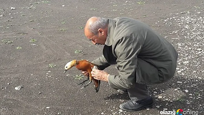 Tedavisi yapılan &quotAngıt" kuşu doğaya bırakıldı