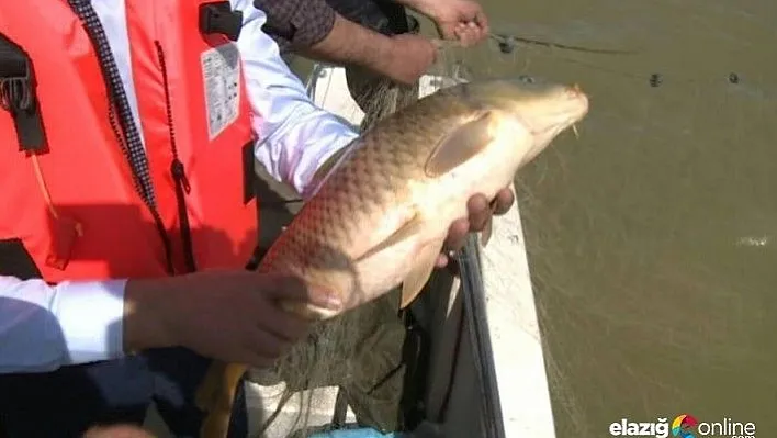 Ağlardan kurtarılan balıklar, suya bırakıldı