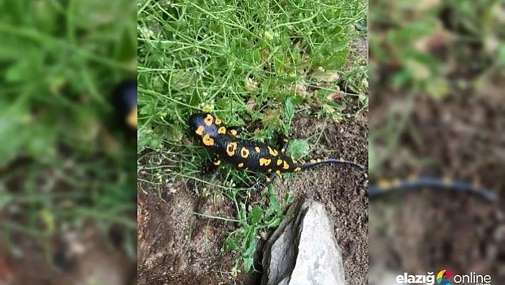 Benekli Anadolu Semenderi görüntülendi