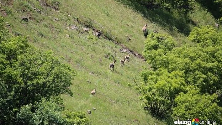 Elazığ'da dağ keçileri izleme projesi sürüyor