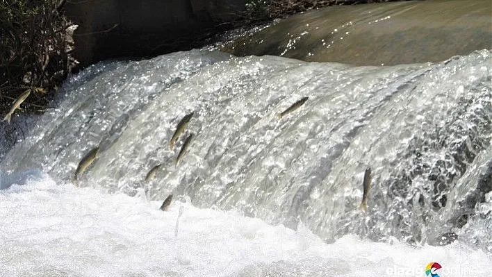 &quotSiraz"ın akıntıya karşı göçü başladı