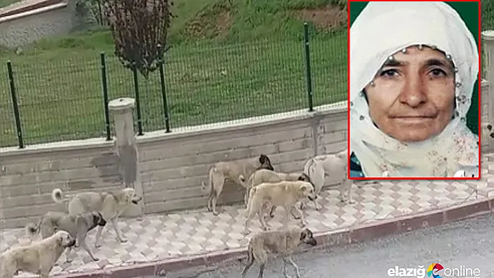 Sokak köpeklerinin saldırdığı yaşlı kadın öldü