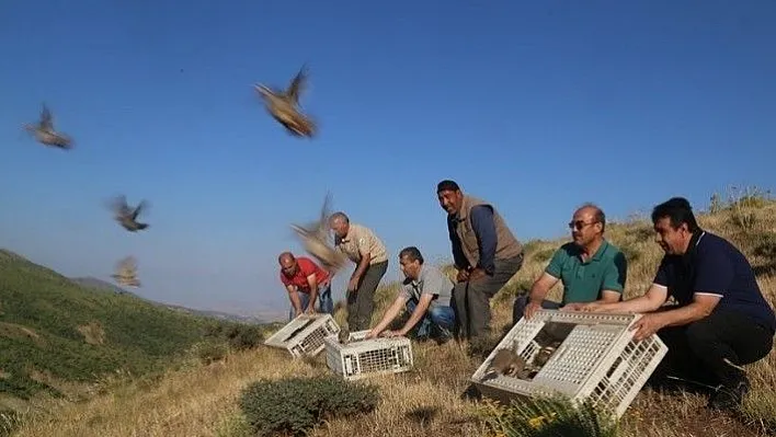 Elazığ'da bin keklik doğaya salındı