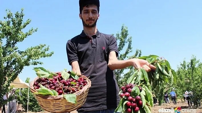 'Harput Kirazı'nda hasat zamanı