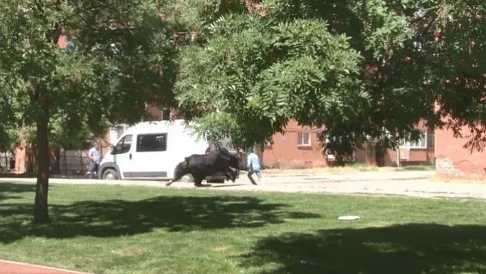 Kaçan boğa zor anlar yaşattı, 2 kişiyi de yaraladı