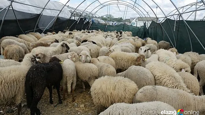 Kurbanlık fiyatları belli oldu